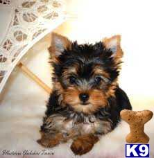 Yorkshire Terrier dog